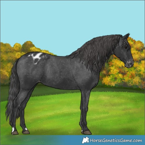 Horse Color:Black Appaloosa 
