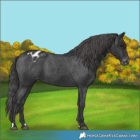 Horse Color:Black Blanket