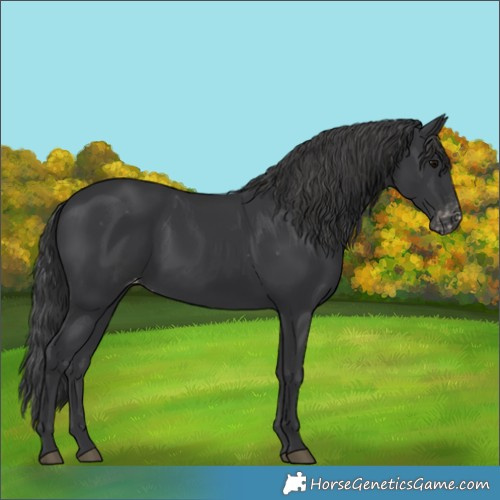 Horse Color:Black Appaloosa