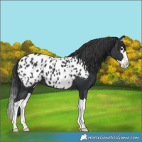 Horse Color:Black Splash Near Leopard 