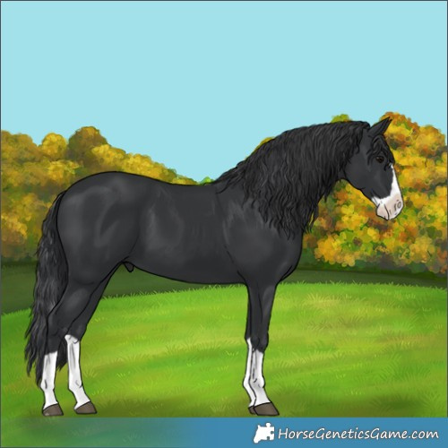 Horse Color:Black Splash