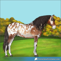 Horse Color:White Spotted Bay Onyx Appaloosa 