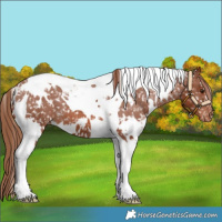 Horse Color:White Spotted Chestnut Tobiano Appaloosa