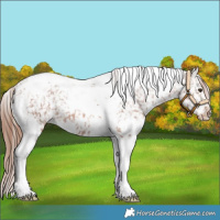 Horse Color:White Spotted Chestnut Tobiano Appaloosa 
