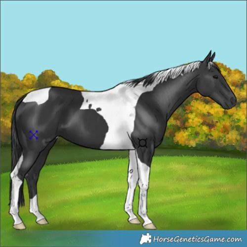 Horse Color:Black Tobiano 