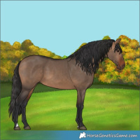 Horse Color:Bay Dun 