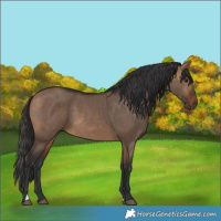 Horse Color:Bay Dun