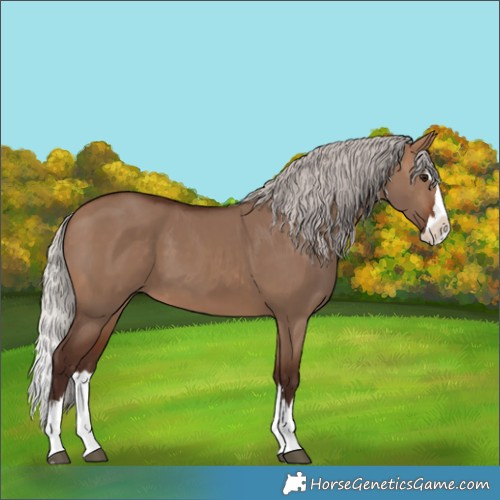 Horse Color:Silver Bay Dun Splash 