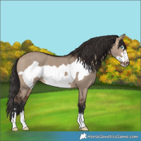 Horse Color:Brown Dun Frame 