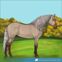 Horse Color:Silver Bay Dun