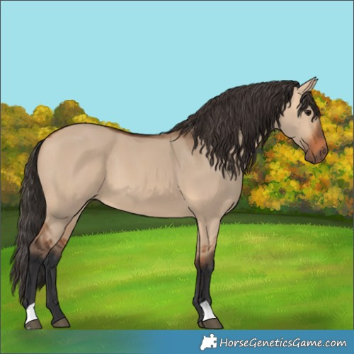 Horse Color:Bay Dun 