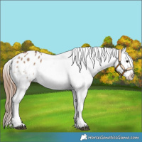 Horse Color:Bay Dun Tobiano Snowflake Varnish