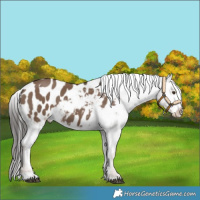 Horse Color:Liver Red Dun Blanket