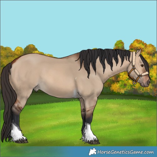 Horse Color:Bay Dun Tobiano 