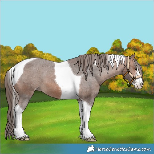 Horse Color:Bay Sabino Tobiano Appaloosa 