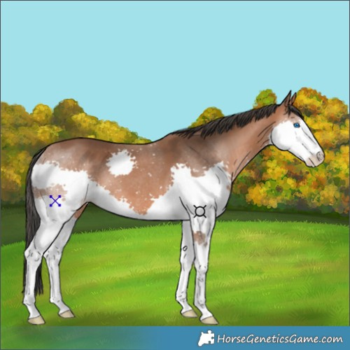 Horse Color:Bay Splash 