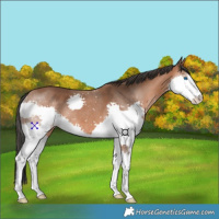 Horse Color:Bay Splash 