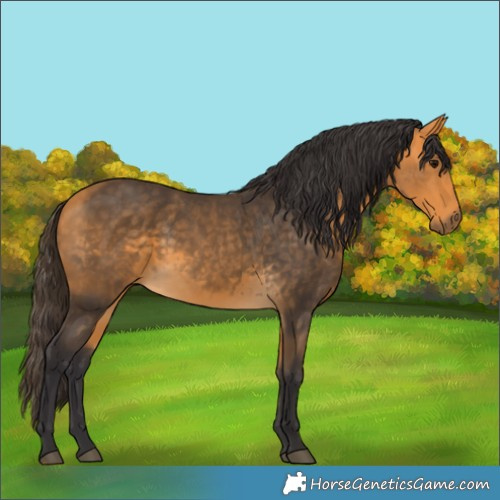Horse Color:Buckskin 