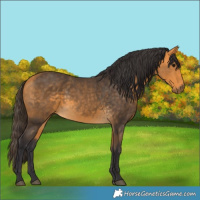 Horse Color:Buckskin