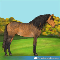 Horse Color:Buckskin