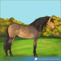 Horse Color:Buckskin 