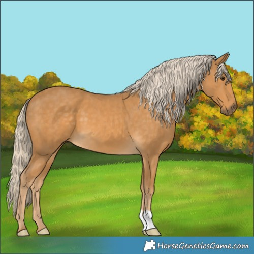 Horse Color:Palomino 