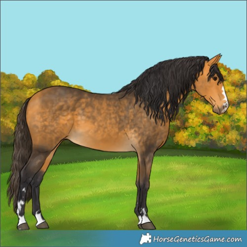 Horse Color:Buckskin 