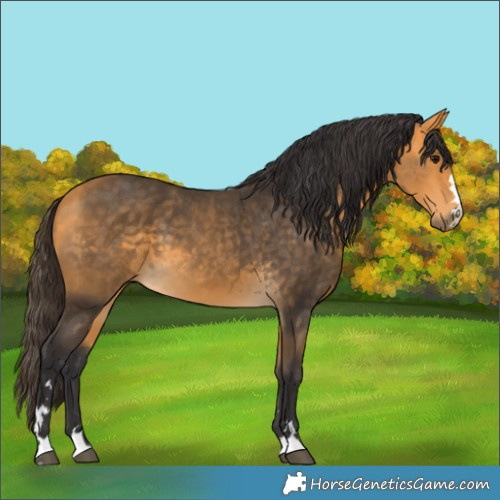 Horse Color:Buckskin 