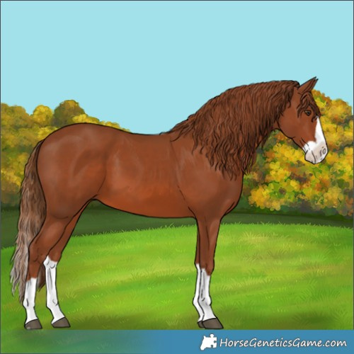 Horse Color:Chestnut Splash 