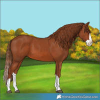 Horse Color:Chestnut Splash 