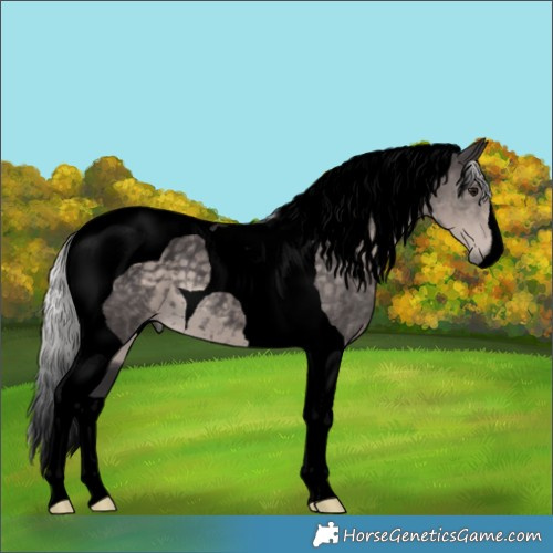 Horse Color:Void Platinum Silver Smoky Black Tobiano 