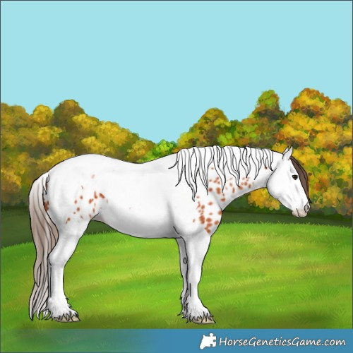Horse Color:Bay Splash Tobiano Appaloosa 