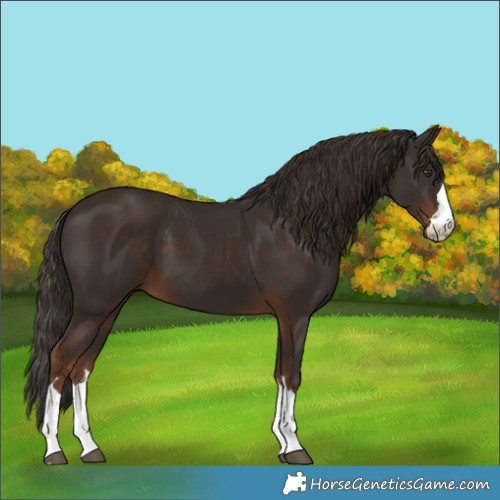 Horse Color:Liver Chestnut 