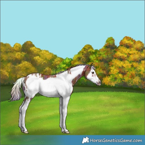 Horse Color:Nacre White Spotted Chestnut Splash Frame Rabicano