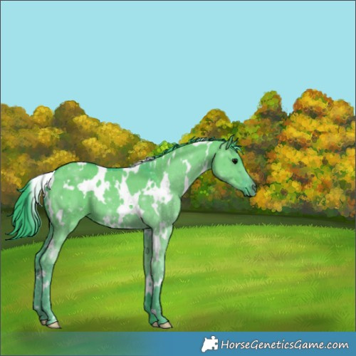 Horse Color:Watercolor White Spotted Grullo