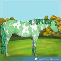 Horse Color:Watercolor White Spotted Grullo
