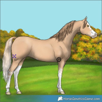 Horse Color:Gold Champagne Splash 