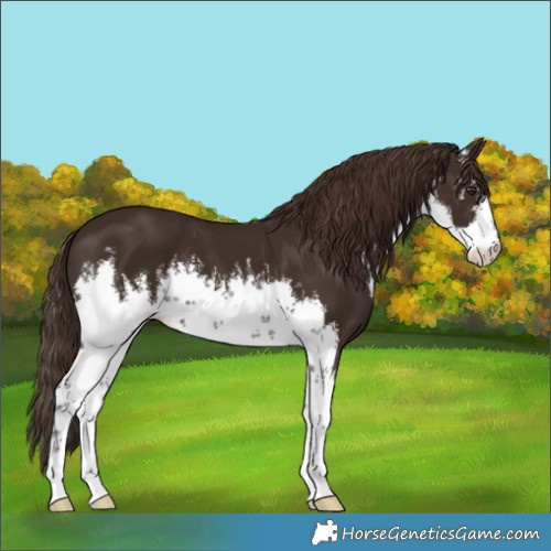 Horse Color:White Spotted Liver Chestnut 