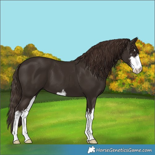 Horse Color:White Spotted Liver Chestnut