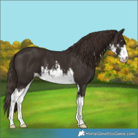 Horse Color:White Spotted Liver Chestnut 