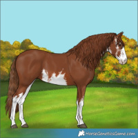 Horse Color:White Spotted Chestnut 