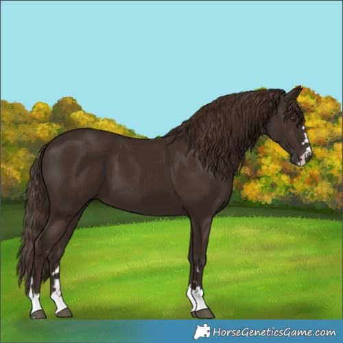 Horse Color:Liver Chestnut 