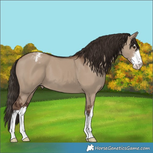 Horse Color:White Spotted Liver Red Dun Appaloosa 