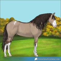 Horse Color:White Spotted Liver Red Dun Varnish