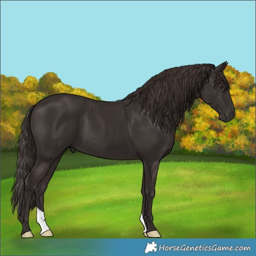 Horse Color:Unknown 