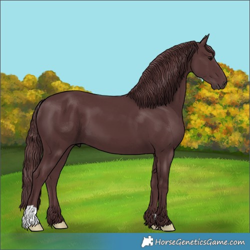 Horse Color:Chocolate Black 