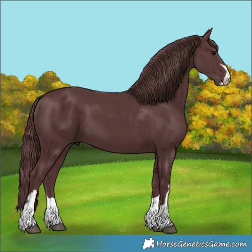 Horse Color:Chocolate Black 