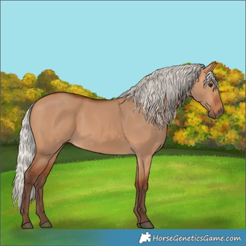 Horse Color:Silver Bay Dun