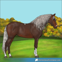 Horse Color:Silver Brown Tobiano Rabicano