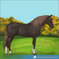 Horse Color:Liver Chestnut Tobiano 